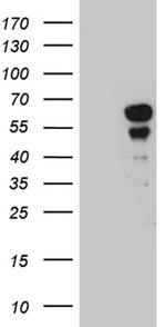 PAX7 Antibody in Western Blot (WB)