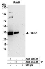 PBDC1 Antibody in Western Blot (WB)