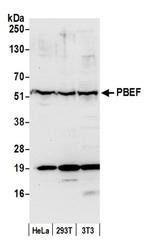 PBEF Antibody in Western Blot (WB)