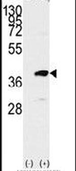 PBK Antibody in Western Blot (WB)