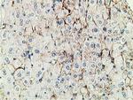 PBLD Antibody in Immunohistochemistry (Paraffin) (IHC (P))