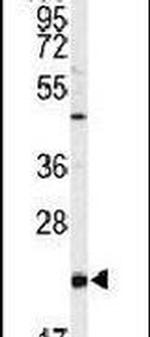 PEBP1 Antibody in Western Blot (WB)