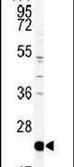 PEBP1 Antibody in Western Blot (WB)