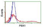PBX1 Antibody in Flow Cytometry (Flow)