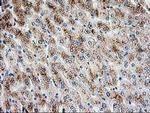 PBX1 Antibody in Immunohistochemistry (Paraffin) (IHC (P))