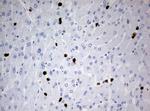 PBX1 Antibody in Immunohistochemistry (Paraffin) (IHC (P))