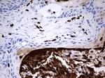 PBX1 Antibody in Immunohistochemistry (Paraffin) (IHC (P))