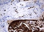 PBX1 Antibody in Immunohistochemistry (Paraffin) (IHC (P))