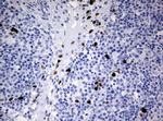 PBX1 Antibody in Immunohistochemistry (Paraffin) (IHC (P))