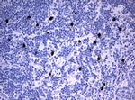 PBX1 Antibody in Immunohistochemistry (Paraffin) (IHC (P))