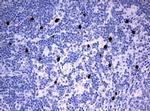 PBX1 Antibody in Immunohistochemistry (Paraffin) (IHC (P))