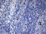PBX1 Antibody in Immunohistochemistry (Paraffin) (IHC (P))