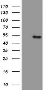 PBX1 Antibody in Western Blot (WB)