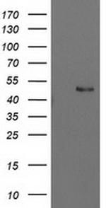 PBX1 Antibody in Western Blot (WB)