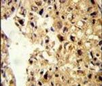 PCBD1 Antibody in Immunohistochemistry (IHC)