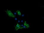 PCDH7 Antibody in Immunocytochemistry (ICC/IF)