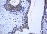 PCDH7 Antibody in Immunohistochemistry (Paraffin) (IHC (P))