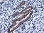 PCDH7 Antibody in Immunohistochemistry (Paraffin) (IHC (P))