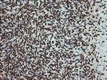 PCDH7 Antibody in Immunohistochemistry (Paraffin) (IHC (P))