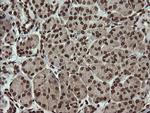 PCDH7 Antibody in Immunohistochemistry (Paraffin) (IHC (P))