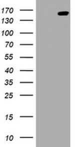 PCDH7 Antibody in Western Blot (WB)