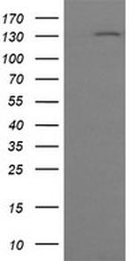 PCDH7 Antibody in Western Blot (WB)
