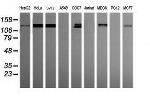 PCDH7 Antibody in Western Blot (WB)