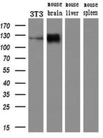 PCDH7 Antibody in Western Blot (WB)