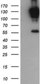 PCDH7 Antibody in Western Blot (WB)