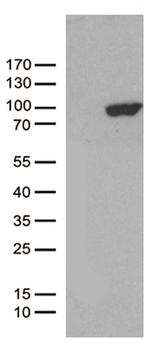 PCDHB8 Antibody in Western Blot (WB)