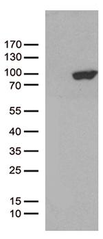 PCDHB8 Antibody in Western Blot (WB)