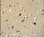 PCDHGC3 Antibody in Immunohistochemistry (IHC)