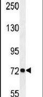 PCDHGC3 Antibody in Western Blot (WB)