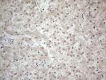 PCDHGC5 Antibody in Immunohistochemistry (Paraffin) (IHC (P))