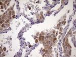 PCDHGC5 Antibody in Immunohistochemistry (Paraffin) (IHC (P))