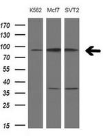 PCDHGC5 Antibody in Western Blot (WB)