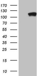 PCDHGC5 Antibody in Western Blot (WB)