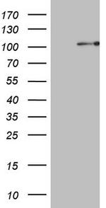 PCDHGC5 Antibody in Western Blot (WB)