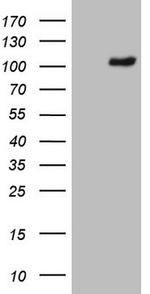 PCDHGC5 Antibody in Western Blot (WB)