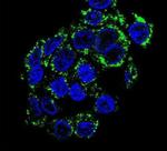 PCK2 Antibody in Immunocytochemistry (ICC/IF)