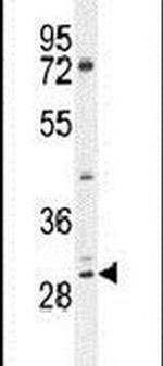 PID1 Antibody in Western Blot (WB)