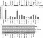 SKP2 Antibody in Western Blot (WB)