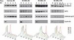 SKP2 Antibody in Western Blot (WB)