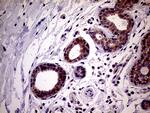 PCMT1 Antibody in Immunohistochemistry (Paraffin) (IHC (P))