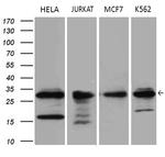 PCMT1 Antibody in Western Blot (WB)