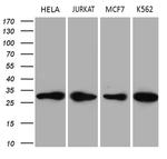 PCMT1 Antibody in Western Blot (WB)