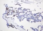 PCNA Antibody in Immunohistochemistry (Paraffin) (IHC (P))
