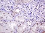 PCNA Antibody in Immunohistochemistry (Paraffin) (IHC (P))
