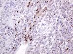 PCNA Antibody in Immunohistochemistry (Paraffin) (IHC (P))
