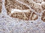 PCNA Antibody in Immunohistochemistry (Paraffin) (IHC (P))